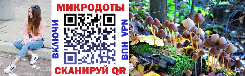 Галлюциногенные грибы Psilocybe Ленинск-Кузнецкий